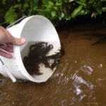 Wypuszczanie dorosłych samic raka szlachetnego użytych do wylęgu