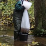 09_ Wypuszczanie wyhodowanych raków do cieku wodnego na terenie Kozienickiego Parku Krajobrazowego