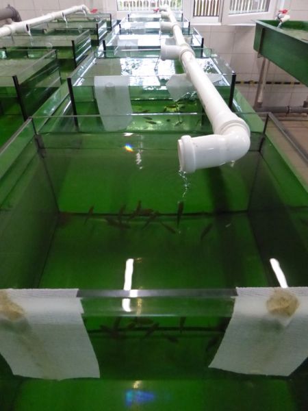 11_Podchów strzebli błotnej w akwariach w osłonie płaszcza wodnego basenów przepływowych (1)